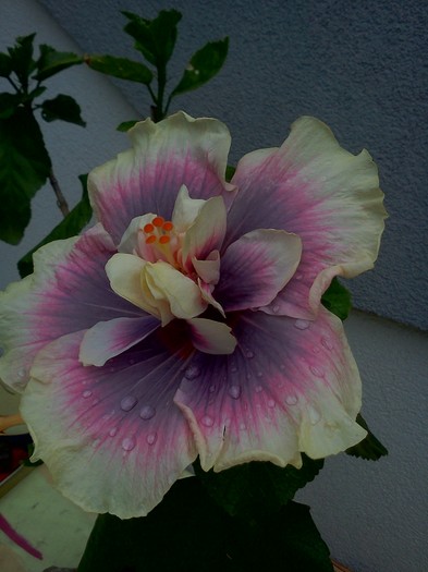  - hibiscus My Way