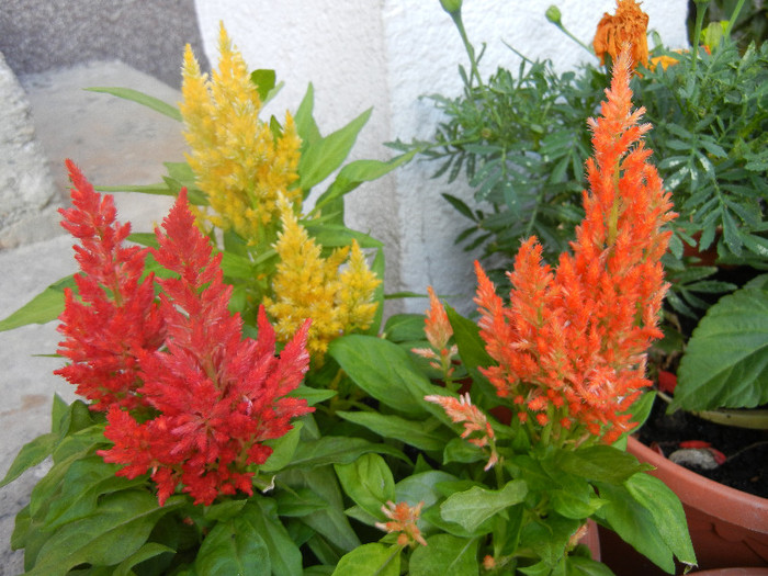 Celosia plumosa (2012, June 25) Celosia plumosa (2012, June 25)