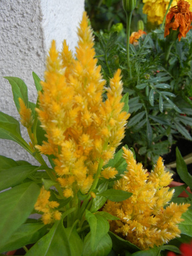 Celosia plumosa (2012, June 25)