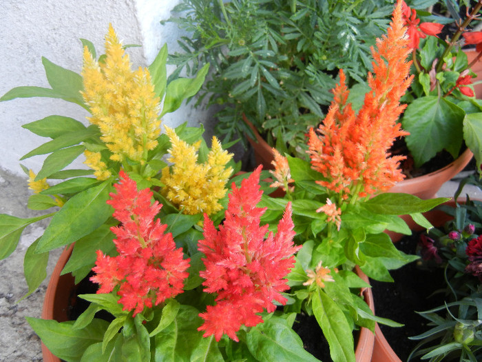 Celosia plumosa (2012, June 25) - CELOSIA Plumosa