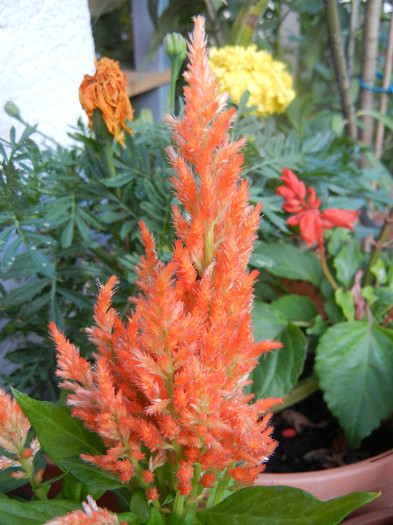 Celosia plumosa (2012, June 25) - CELOSIA Plumosa