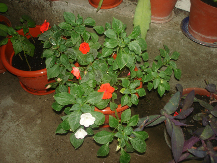 DSC06431; sporul casei alb-rosu
