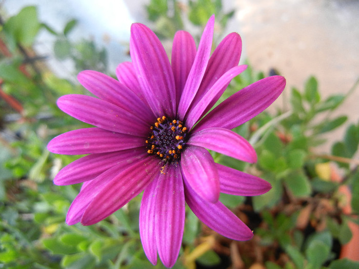 African Daisy (2012, June 25) - 2012 African Daisy