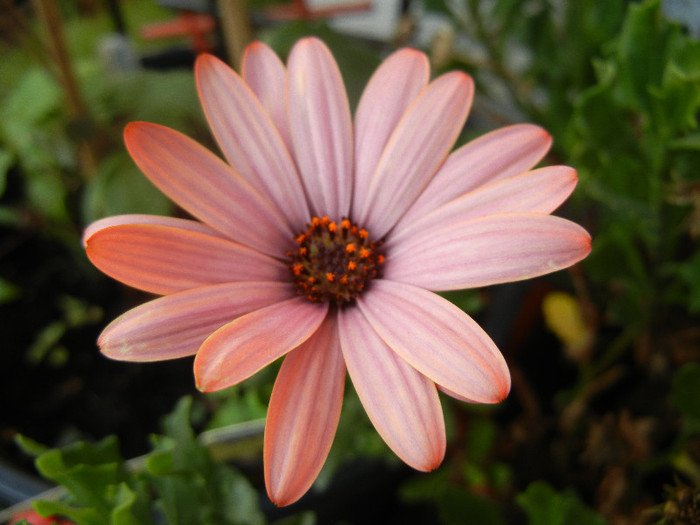 African Daisy (2012, June 25) - 2012 African Daisy