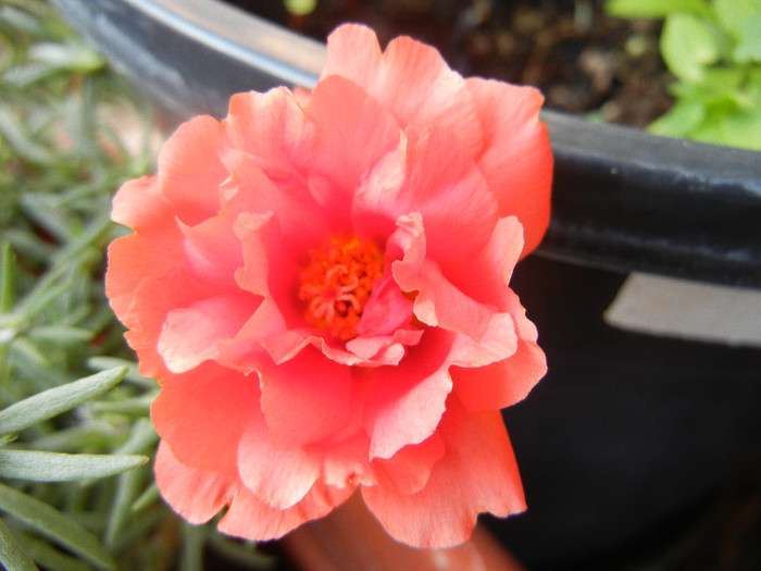 Portulaca grandiflora (2012, June 25)