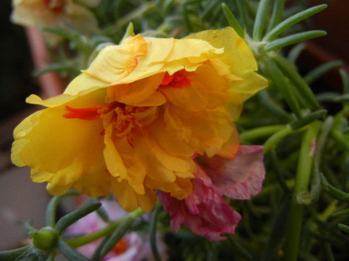 Portulaca grandiflora (2012, June 25) - PORTULACA Grandiflora