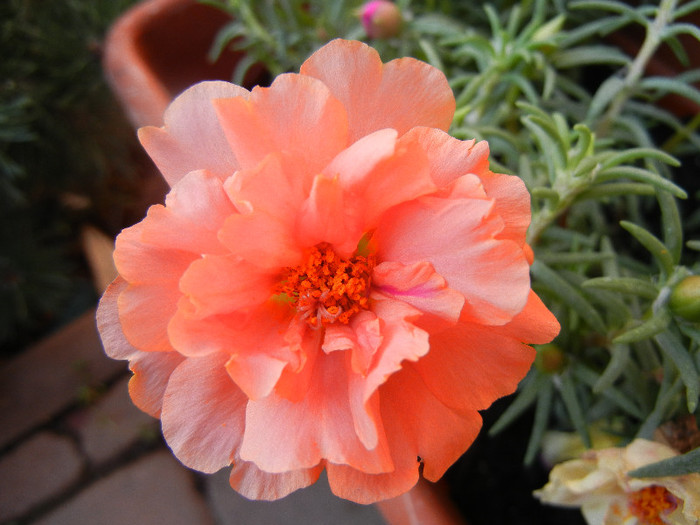 Portulaca grandiflora (2012, June 25)