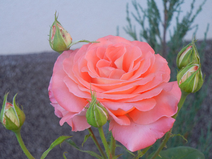 Bright Salmon Rose (2012, June 20) - Rose Salmon Bright