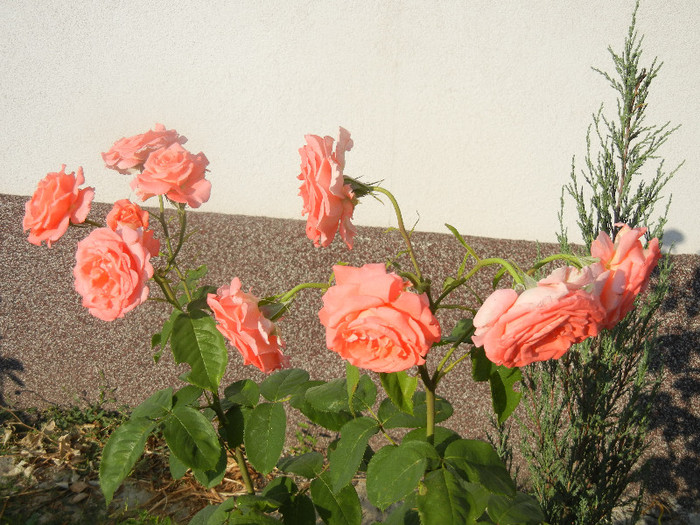 Bright Salmon Rose (2012, June 24)