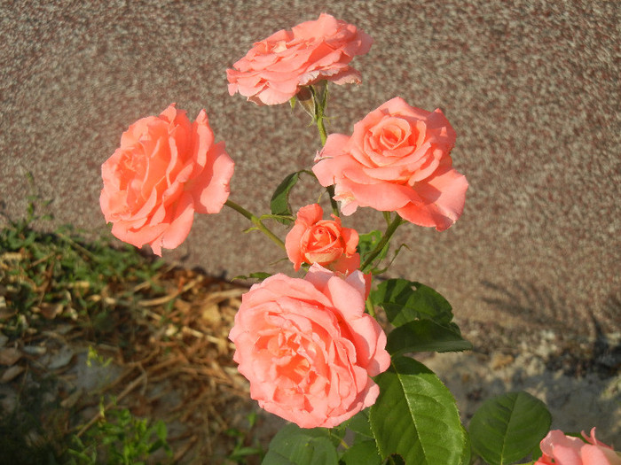 Bright Salmon Rose (2012, June 24) - Rose Salmon Bright