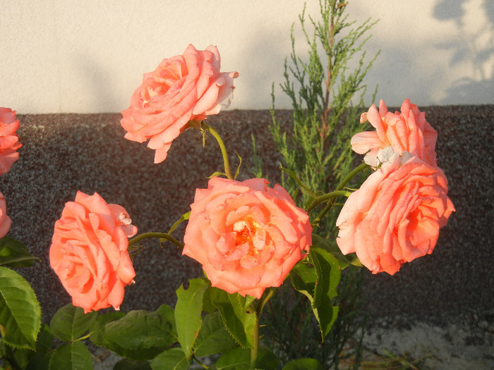 Bright Salmon Rose (2012, June 25)