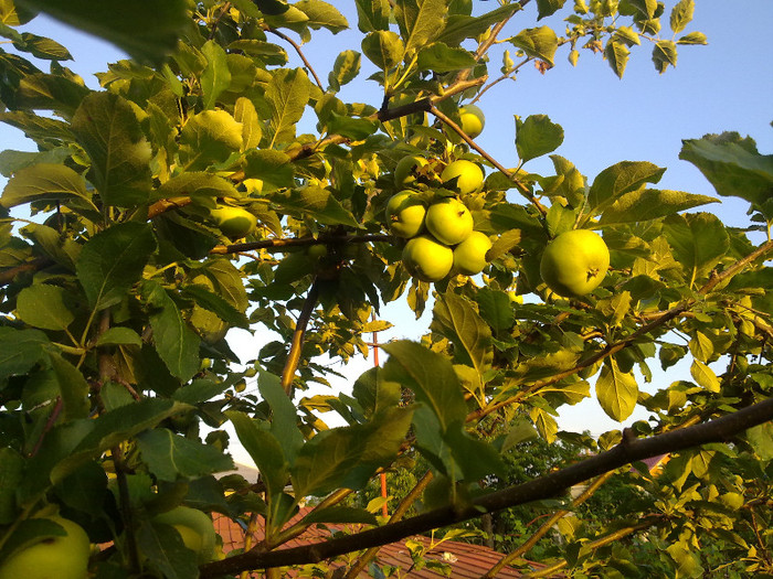 24.06.2012  MERE - 0021 GRADINA in 2012