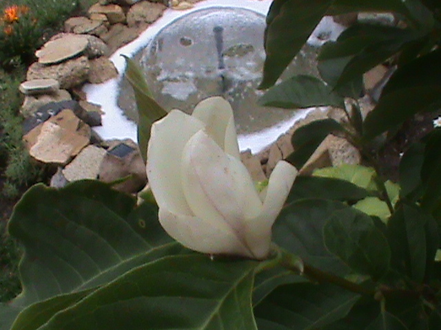 DSC01654 - Magnolia soulangiana vara 2012