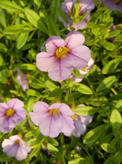 Calibrachoa Lavender (2012, June 25) - Calibrachoa Lavender