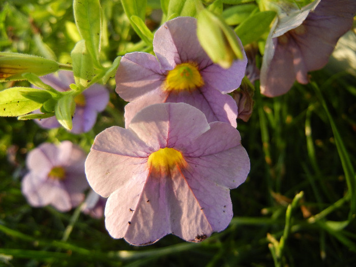 Calibrachoa Lavender (2012, June 25) - Calibrachoa Lavender