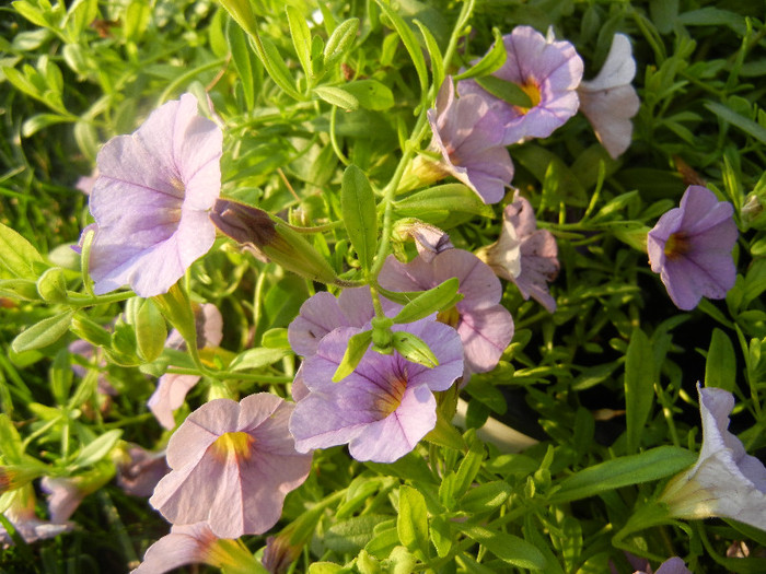 Calibrachoa Lavender (2012, June 25) - Calibrachoa Lavender