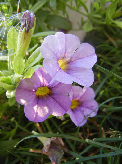 Calibrachoa Lavender (2012, June 25)