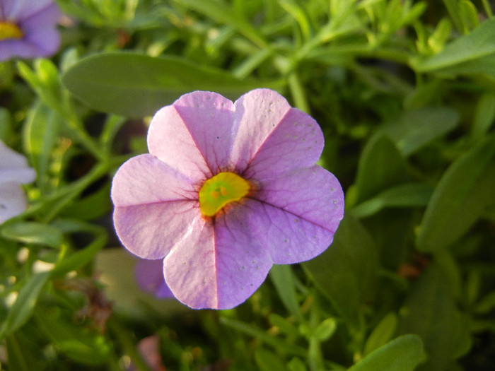 Calibrachoa Lavender (2012, June 25) - Calibrachoa Lavender