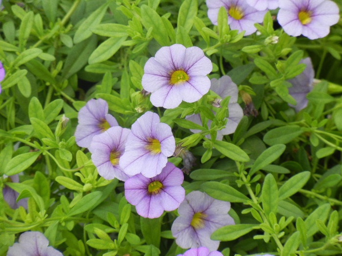 Calibrachoa Lavender (2012, June 26) - Calibrachoa Lavender