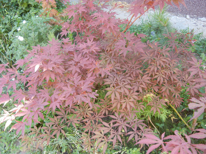 Acer palmatum Bloodgood (2012, Jun.22)
