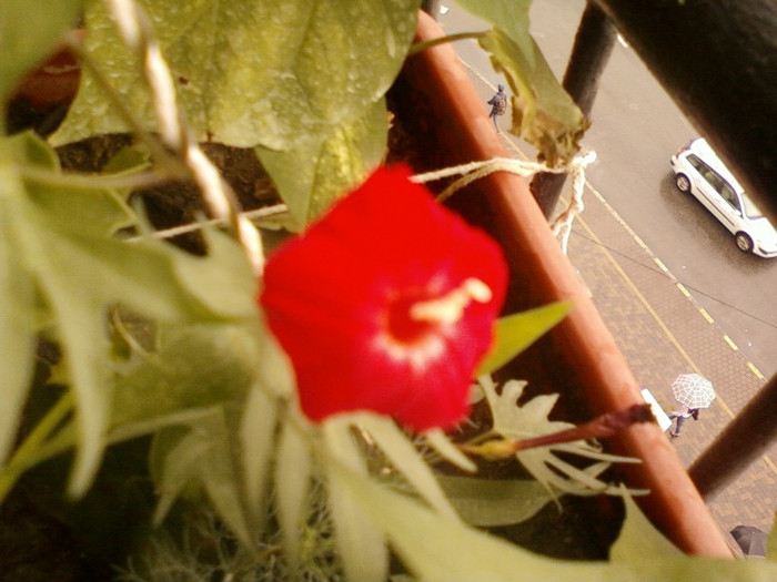 zorele-cardinal climber - zorele