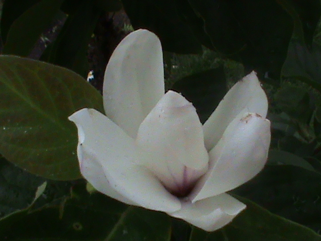 DSC01664 - Magnolia soulangiana vara 2012