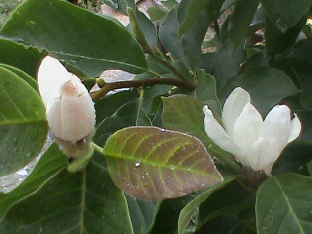 DSC01665 - Magnolia soulangiana vara 2012