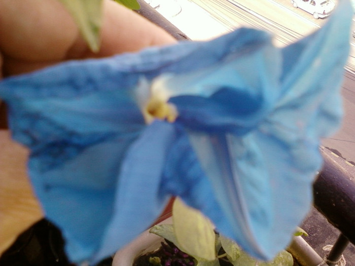26 iunie 2012-flori 024