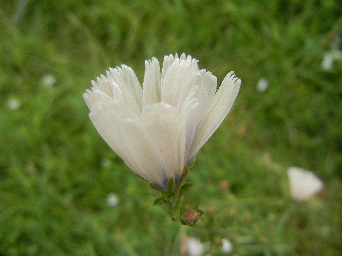 White Chicory (2012, June 26) - Cichorium intybus White