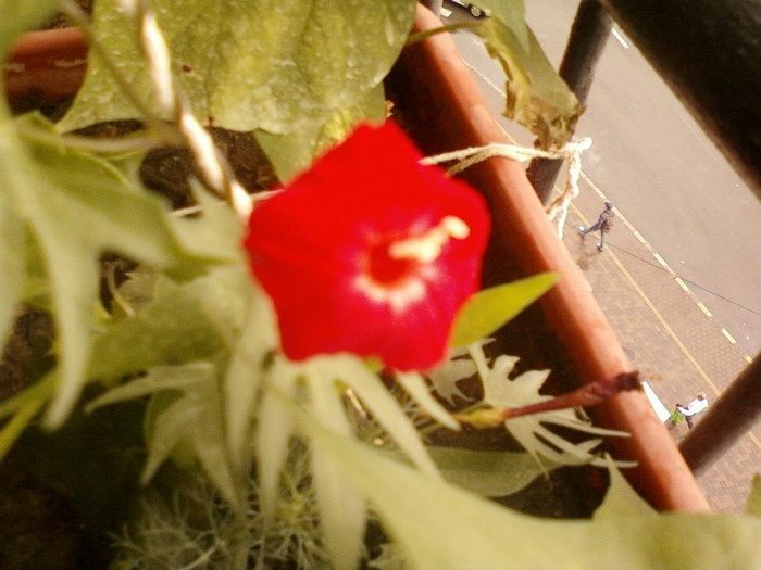 26 iunie 2012-flori 003