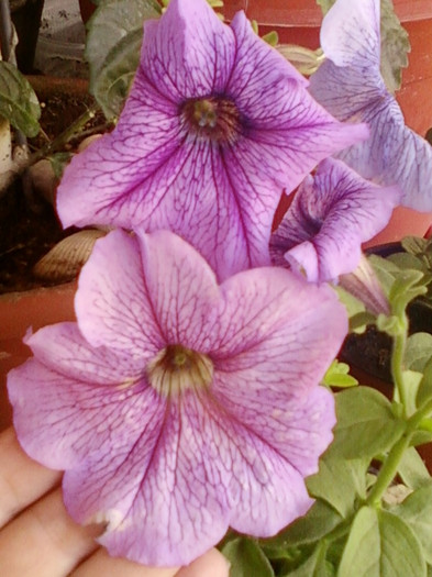 26 iunie 2012-flori 018