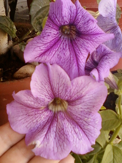 26 iunie 2012-flori 023