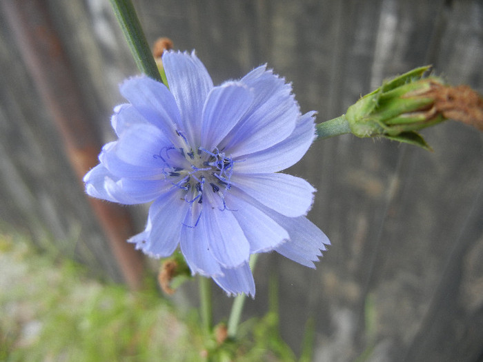 Cicoare salbatica (2012, June 26) - Cichorium intybus_Cichory