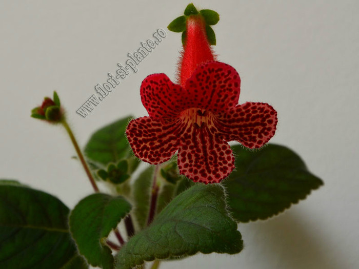 Kohleria Lava (GS); 2012
