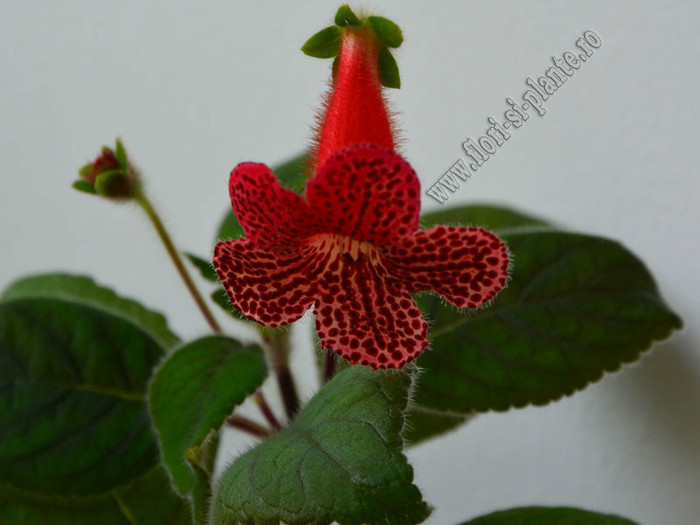 Kohleria Lava (GS); 2012
