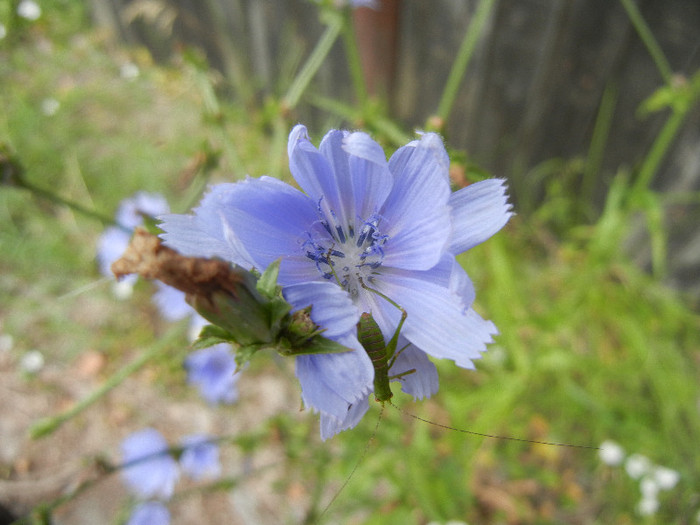 Cicoare de Vara (2012, June 26) - Cichorium intybus_Cichory