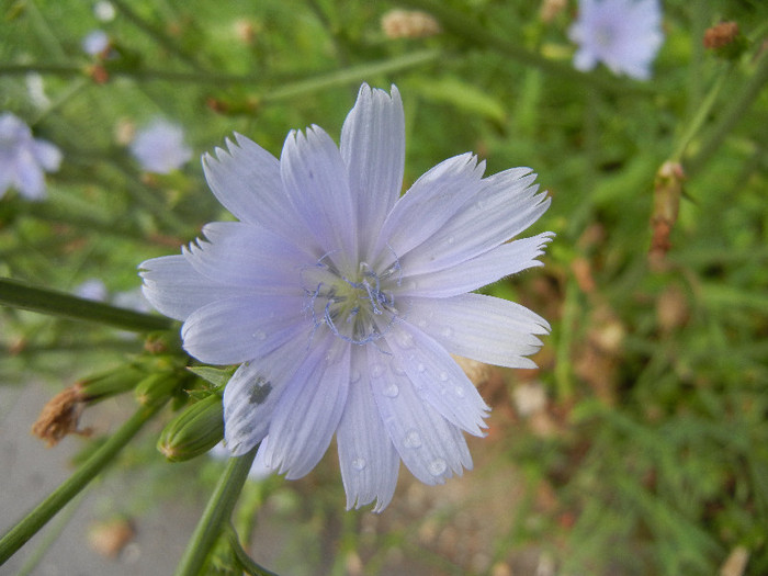 Cichorium intybus (2012, June 26) - Cichorium intybus_Cichory