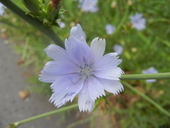 Cichorium intybus (2012, June 26) - Cichorium intybus_Cichory