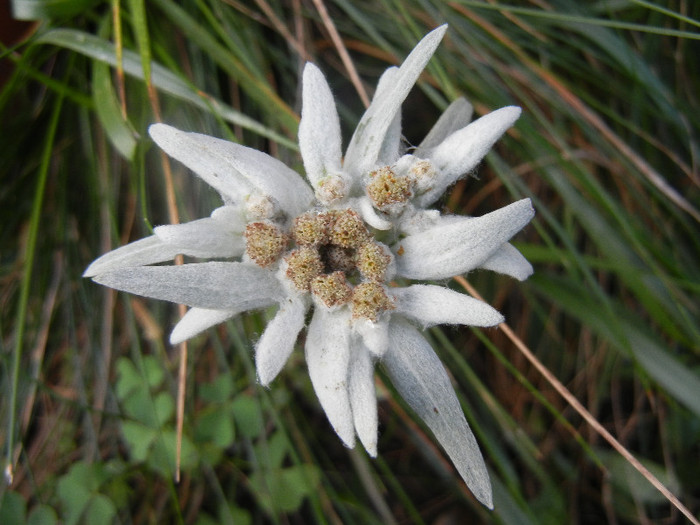 Leontopodium alpinum (2012, June 25)