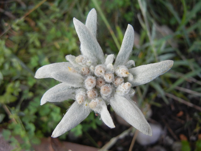 Leontopodium alpinum (2012, June 25)