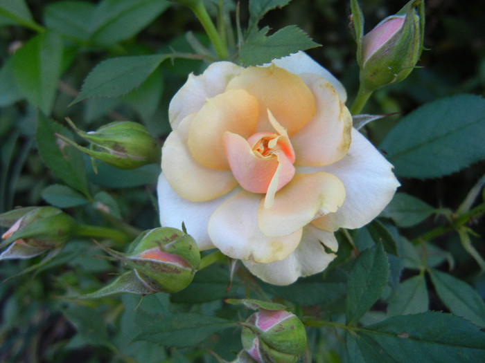 Orange Miniature Rose (2012, Jun.25)