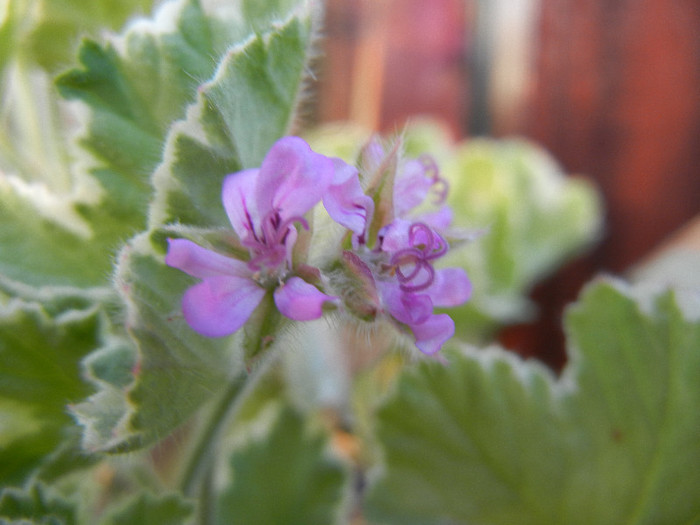 Lilac Scented Geranium (2012, June 25)