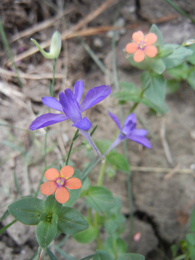 Anagallis & Delphinum (2012, June 26) - Anagallis arvensis