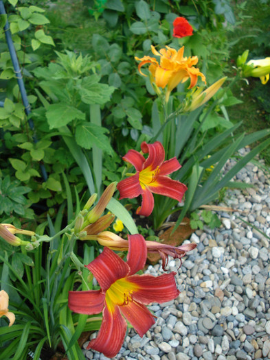 DSC05524