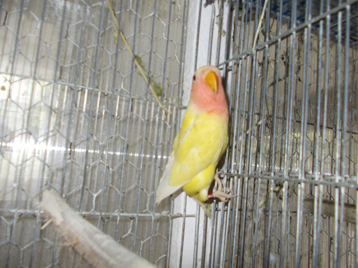 Picture 132 - Agapornis-Pui-13