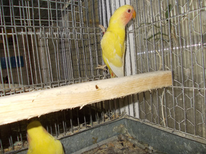 Picture 134 - Agapornis-Pui-13