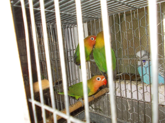 Picture 106 - Agapornis-Pui-13