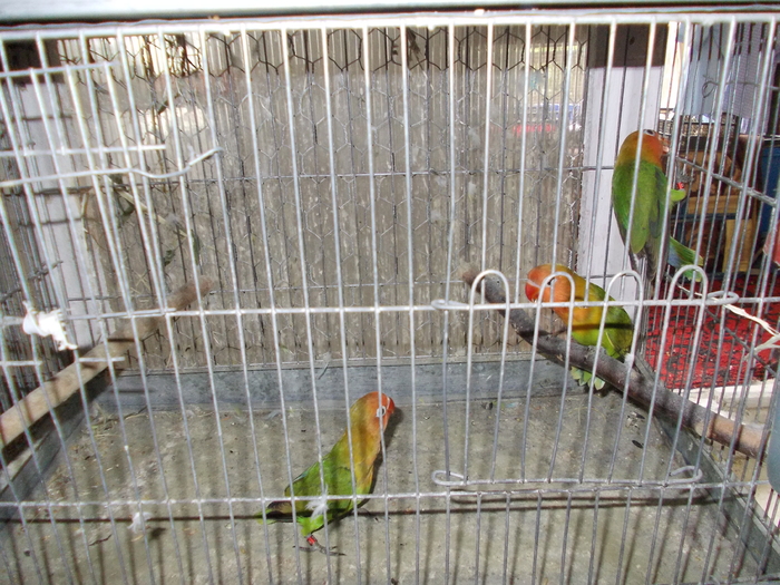Picture 110 - Agapornis-Pui-13