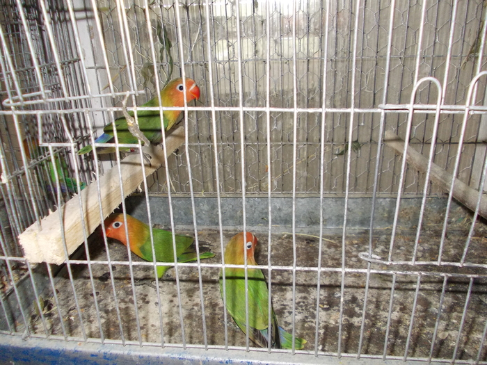 Picture 111 - Agapornis-Pui-13