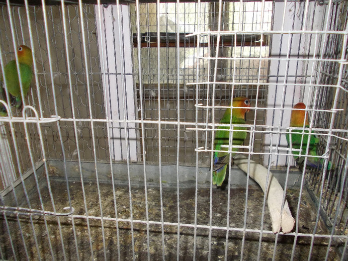 Picture 112 - Agapornis-Pui-13